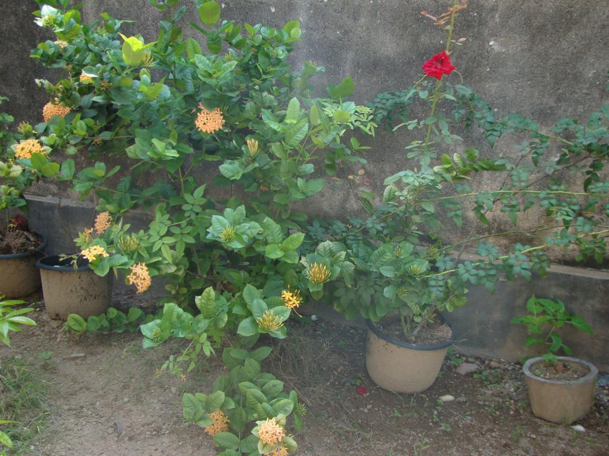 Moragalla Dilu Villa Beruwala Ngoại thất bức ảnh